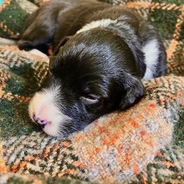 Border Collie Puppies from Border Agility