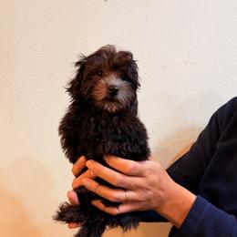 Boy 2 - Silver male Poodle puppy in Sn Bernrdno, California from JennieMiniPets