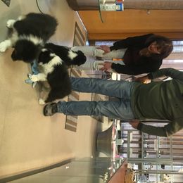 Australian Shepherd Puppies from Highline