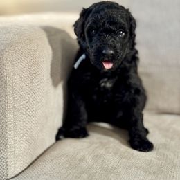 Baby Blue - Black female Bernedoodle puppy in Moreno Valley, California from Ayy_Doodles