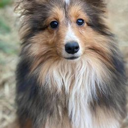 Shetland Sheepdog All Grown Up from Romestar Shelties
