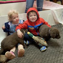 Chesapeake Bay Retriever Puppies from KBar Chesapeakes