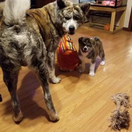 Japanese Akitainu Puppies from Four Seasons Akita (Shikisou)