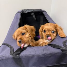 Cavalier King Charles Spaniel Puppies from Herrons King Cavaliers