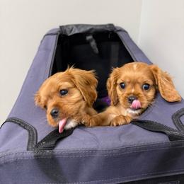 Cavalier King Charles Spaniel Puppies from Herrons King Cavaliers