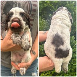 Joey - Brown roan male Cocker Spaniel puppy in Adamsville, Tennessee from Jamie’s Sweet Spaniels