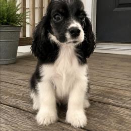 Green Boy - Black and white male Cocker Spaniel puppy in Beggs, Oklahoma from Southern Country Cockers