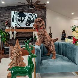 D R E A M Y - Chocolate merle male Bernedoodle puppy in Pleasant View, Utah from Anchor Dogs