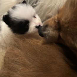 Pomeranian Puppies from Wickedly Cute Puppies