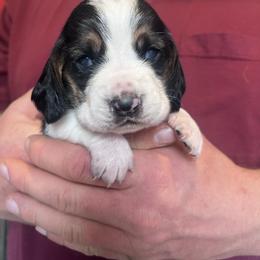 Boy 1 - Black brown and white male Basset Hound puppy in Noblesville, Indiana from Russell Bassets