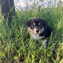 Lainey - Black and white female American Corgi puppy in Payson, Illinois from Creek Farm Corgis