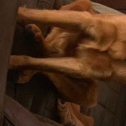 Gypsy - Golden Retriever