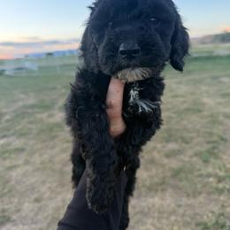 Yellow - Black female Springerdoodle puppy in Clifton, Idaho from Little Mountain Springers, Springerdoodles & Poodles