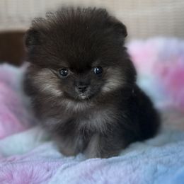 Billy - Black and tan male Pomeranian puppy in Coleman, Oklahoma from Pretty Poms