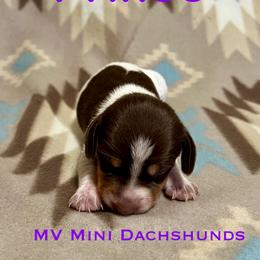 Prince - Piebald male Dachshund puppy in Carlsbad, Texas from MV Mini Dachshunds