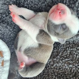 Companion Cross and French Bulldog Puppies from Legends Frenchton's, French Bulldogs & French Bullhuahua's