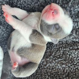 Companion Cross and French Bulldog Puppies from Legends Frenchton's, French Bulldogs & French Bullhuahua's