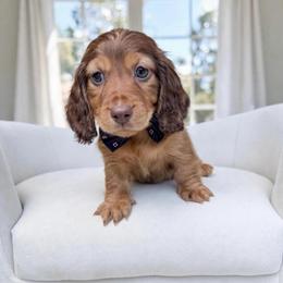 Cameron mom is a European third in group photo - Chocolate male Dachshund puppy in Richmond, Virginia from Irresistible Dachshunds & Cavaliers