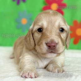 Shaggy - Cream male Dachshund puppy in Chandler, Arizona from Vonaducci Doxies, LLC.