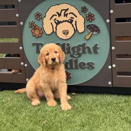 DunkAroos - Red  female Goldendoodle puppy in Garland, Texas from Twilight Doodles
