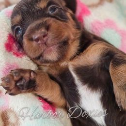 Sloane - Chocolate and tan female Dachshund puppy in Panama City, Florida from Harbor Doxies