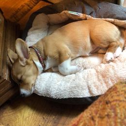 Pembroke Welsh Corgi Puppies from Southern Raised Corgis