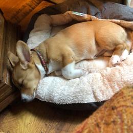 Pembroke Welsh Corgi Puppies from Southern Raised Corgis