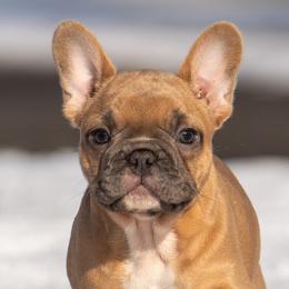 American Bullies and French Bulldogs from Nitro’s Bullies
