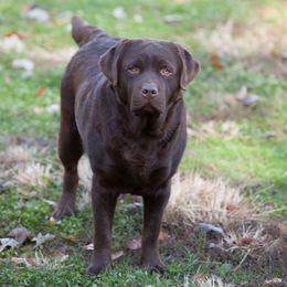 Labrador Retriever Puppies from Showtime Labradors