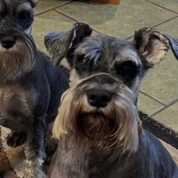 Rider - Miniature Schnauzer