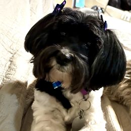 Pixie - Havanese