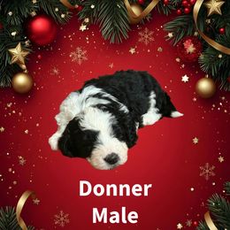 Donner - Black and white male Sheepadoodle puppy in Candler, North Carolina from Celia's Sheepadoodles