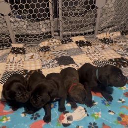 Boy 3 - Black Cane Corso puppy in Linden, Texas from Da Boyz Cane Corso