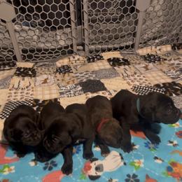 Boy 3 - Black Cane Corso puppy in Linden, Texas from Da Boyz Cane Corso
