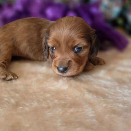 Breanna - Dapple female Dachshund puppy in Klamath Falls, Oregon from Luvindoxys4u