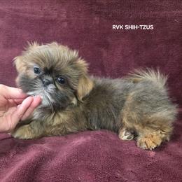 Paul McCartney - Green Collar - Blue male Shih Tzu puppy in Wymore, Nebraska from RVK Bulldogs & Shih-Tzus