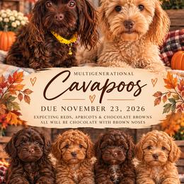 Cavapoo puppies from Home Grown Puppies