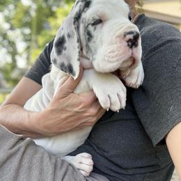 Rhodes - Harlequin male Great Dane puppy in Cadillac, Michigan from Garrow Danes House of Blues