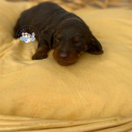 Pluto - Chocolate and tan male Dachshund puppy in Cave City, Kentucky from Mammoth Cave Dachshunds