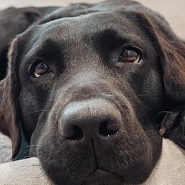 Labrador Retrievers from O’Brien Labrador Retrievers