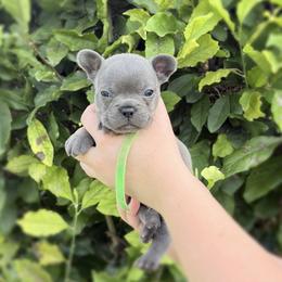 Green collar - Blue male French Bulldog puppy in Jamestown, Kentucky from French Valley Miniature Goldendoodles & French Bulldogs