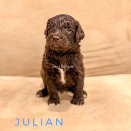 Julian - Chocolate male Goldendoodle puppy in Dallas County, Texas from Dream A Little Doodle