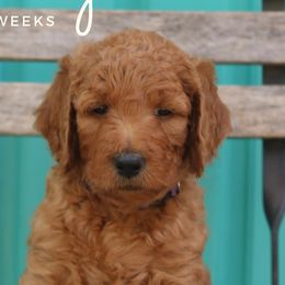 Cindy - Goldendoodle puppy in Travelers Rest, South Carolina from Austin Doodle Ranch