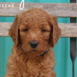 Cindy - Goldendoodle puppy in Travelers Rest, South Carolina from Austin Doodle Ranch