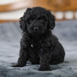 Pooh - Black and white male Aussiedoodle puppy in Casa, Arkansas from Blue Diamond Puppies