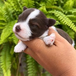 Reese - Parti female Miniature Schnauzer puppy in Dorr, Michigan from Enchanted Paws