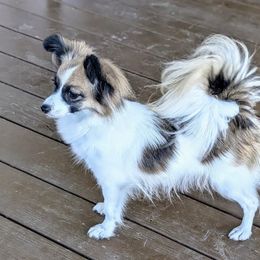 Lynnette - Papillon
