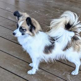 Lynnette - Papillon