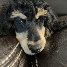 Bernedoodles from Journey Doodles