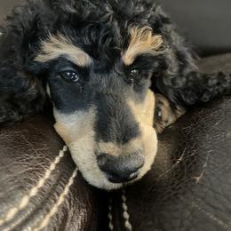 Bernedoodles from Journey Doodles